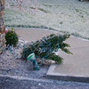 SmugMug > keywords > ice > Holidays photo