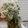 SmugMug > keywords > ice > Holidays photo