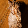 SmugMug > all-time keyword > based > Engagement and Wedding Rings >  Moth-Prominent-Oval-Based-Dunning Lake MN-20090726-PS-1