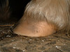 SmugMug > keywords > fla > 042_Marciano_T2_C082 photo