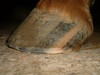 SmugMug > keywords > fla > 042_Marciano_T2_C082 photo