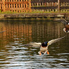 SmugMug > keywords > squadron > Synchronised landing!!!