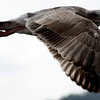 SmugMug > all-time keyword > coast > Seagull flying off the coast of San Francisco