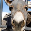 SmugMug > keywords > donkey > Title
Caption