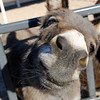 SmugMug > keywords > donkey > Title
Caption