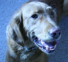 SmugMug > keywords > norman > Dogs! photo