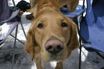 Dogs! photo