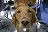 SmugMug > keywords > norman > Dogs! photo