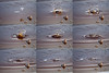 SmugMug > keywords > timothy > Sequence of nine shots of piece of snow thrown by ten year old Timothy hitting thin ice along the ice of the Moose River 2009 December 20th.