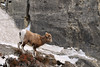 SmugMug > keywords > rocky > Rocky Mountain sheep crossing a cliff face near Jasper Alberta