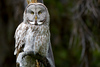 SmugMug > all-time keyword > melton > Great Gray Owl, Strix nebulosa,  Yellowstone National Park near Tower Junction