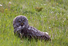 SmugMug > all-time keyword > melton > Great Gray Owl, Strix nebulosa, Yellowstone National Park.  This Great Gray Owl had been struck by a vehicle and was injured by the side of the road.  It was taken to a rescue animal center in Gardiner for rehabilitation.