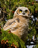 SmugMug > all-time keyword > melton > Great Horned Owl chick almost ready to fledge, Yellowstone National Park, Wyoming