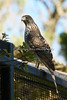 SmugMug > all-time keyword > hawk > Cooper's Hawk, juvenile, hoping that the Kookaburra below will share his mice dinner.