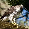 SmugMug > all-time keyword > hawk > So, what are you looking at? (Cooper's Hawk, juvenile)