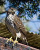 SmugMug > all-time keyword > hawk > Cooper's Hawk, juvenile