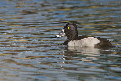 Lesser Birds photo