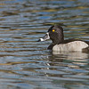 SmugMug > keywords > ring > Lesser Birds photo