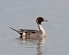 SmugMug > keywords > unit > Northern Pintail