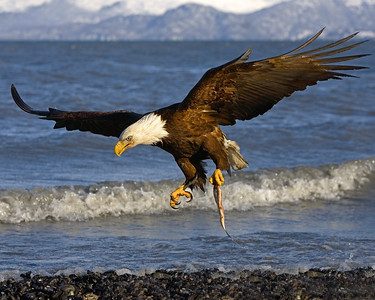  > This Bald Eagle photograph was captured in Homer, Alaska (3/06). 

This photograph is protected by the U.S. Copyright Laws and shall not to be downloaded or reproduced by any means without the formal written permission of Ken Conger Photography.