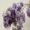 SmugMug > all-time keyword > leaflet > flowering wisteria sinensis - asian flora - adobe RGB