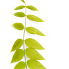 SmugMug > all-time keyword > leaflet > leaf of a wisteria - on white - adobe RGB