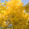 SmugMug > all-time keyword > leaflet > pignut hickory - common tree of eastern North America - in autumn colors - adobe RGB