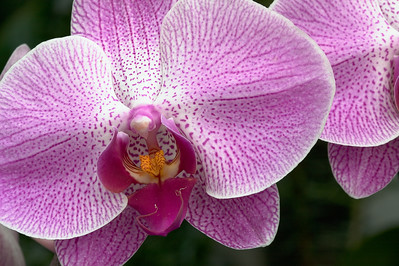 Flowers photo