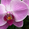 SmugMug > all-time keyword > increase > Flowers photo