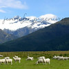 SmugMug > keywords > sheep > Animals photo