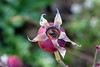 SmugMug > keywords > round > My  Favorites >  _MG_2586Rosehip_exp