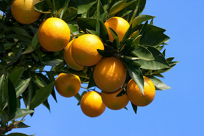 Love California In January - My Yard Jan '10 >  _MG_2632oranges_cnsat