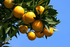 SmugMug > keywords > lots > Love California In January - My Yard Jan '10 >  _MG_2632oranges_cnsat