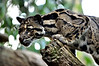 SmugMug > keywords > target > The Clouded Leopard (neofelis nebulosa) is native to Asia from the Himalayas to China and Indonesia.  In nature it preys on monkeys, birds pigs and porcupines.  Where its habitat overlaps with humans it may also take domestic animals. Its large, strong paws and long tail make it hunter capable of springing from tree to tree.