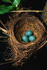 SmugMug > keywords > containing > Robin Eggs in Nest ca. 2000