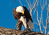 SmugMug > keywords > raptor > Bald Eagle