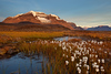 SmugMug > all-time keyword > mountain > Cotton Grass and Tundra - Wrangell-St. Elias National Park, AK