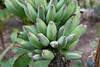 SmugMug > keywords > not > New Images photo