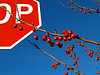 SmugMug > all-time keyword > reach > Ornamental Crabapples STOP; November, Quakertown, PA