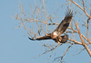 SmugMug > all-time keyword > takeoff > Immature bald eagle at Squaw Creek Wildlife Refuge