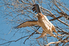 SmugMug > keywords > here > Red Tail Hawk