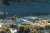 SmugMug > keywords > rests > 471 resting on the rock.