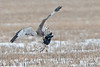 SmugMug > keywords > harrier > Northern Harrier with blackbird  61906