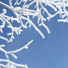 SmugMug > keywords > feb > Bulbul >  Jan  Feb  17 09 068 0