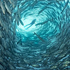 SmugMug > keywords > fellow > Taucher wird umkreist von Schwarm Großaugenmakrelen, (Caranx Sexfasciatus), Fische, Makrelen, Blauwasser. Tulamben, Bali, Indonesien, Indischer Ozean, Bali Meer. | Diver is surrounded fron shoal Bigeye travallys, (Caranx Sexfasciatus). fishes, Tulamben, Bali, Indonesia, Indian Ocean, Bali Sea.