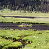 SmugMug > all-time keyword > damn > beaver dam