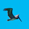 SmugMug > all-time keyword > flying > Skagway photo