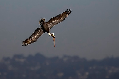 Bay Pelicans photo