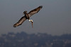 SmugMug > all-time keyword > replacement > Bay Pelicans photo