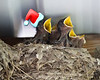 SmugMug > keywords > swallow > Sing We Now of Christmas!